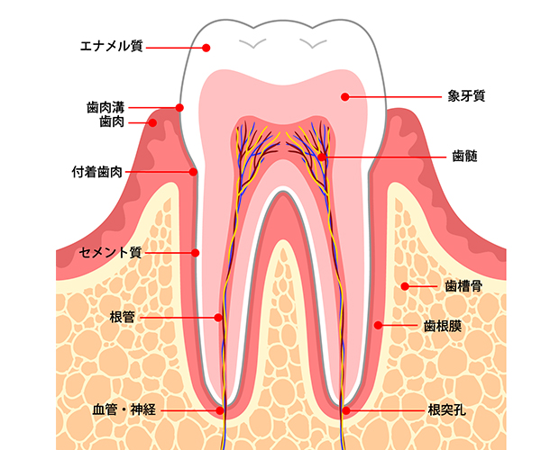 白い歯をめざす